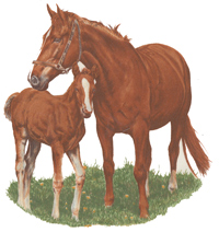 Mare & Foal