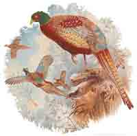 PHEASANT - WINTER SCENE