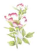 Briar Rose