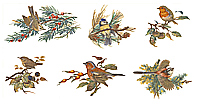 Birds - Bits - Robin, Blue Tits, Long-Tailed Tit, Finch, Goldcrest, Wren,