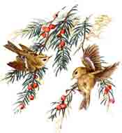 Birds - Goldcrests