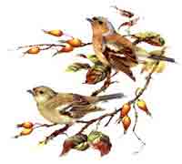Birds - Finches