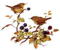 Birds - Wrens