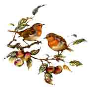 Birds - Robins