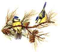 Birds - Blue Tits