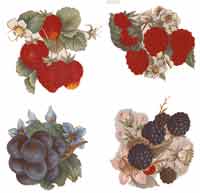 Fruit Bits - Grapes, Red & Black Raspberries, Strawberries
