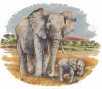 Elephant