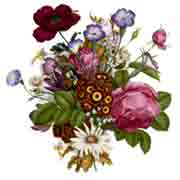 Victorian Floral - Pink Rose, White Daisy, Poppy, Morning Glories
