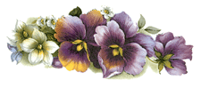 Pansy Pansies-Purple Flowers