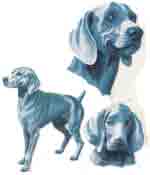 Weimaraner