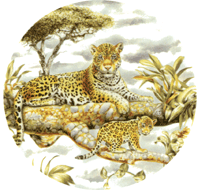 BIG CATS - LEOPARD