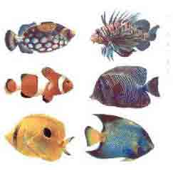 TROPICAL FISH - 6 PC. SET