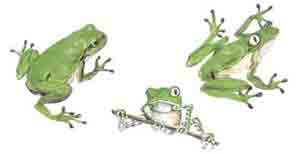 FROGS