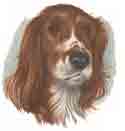 Spaniel