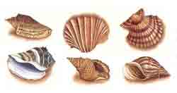 SEA SHELLS