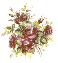 Rose - Glamis Rose