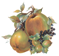 Fruit Festival II Apples Berries Grapes Pears