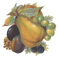 Fruit Festival II Apples Berries Grapes Pears