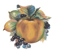 Fruit Festival II Apples Blue Berries, Goose Berries