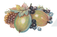 Fruit Festival II Berries, Gooseberries