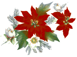 Poinsettia