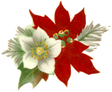 Poinsettia