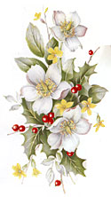 Christmas Rose