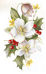 Christmas Rose