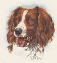 Cocker Spaniel