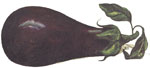 Eggplant