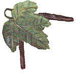 Grape leaf Corner