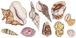 Shells Set of 10