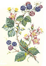 Bramble Flowers with Berry Berries