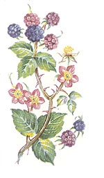Bramble Flowers with Berry Berries