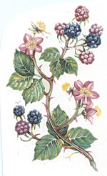 Bramble Flowers with Berry Berries