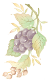 Grapes