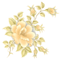 MARQUESA - PEACH ROSE AND BUDS