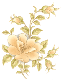 MARQUESA - PEACH ROSE AND BUDS