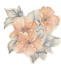 QUEENSWAY - Peach colored florals