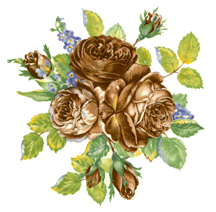 Fragrant Rose Flowers