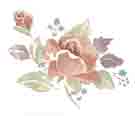 Tasmin Floral Flowers - Watercolor Rose