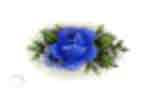 Roses - Blue Bits