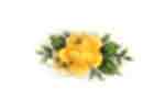 Roses -Yellow Bits