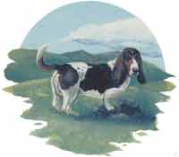 Bassett Hound