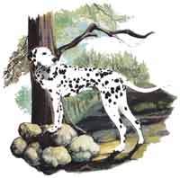 Dalmation