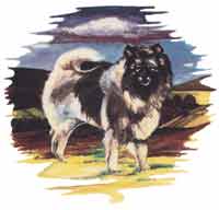 Wolfspitz  Keeshond