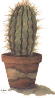 Cactus Bit