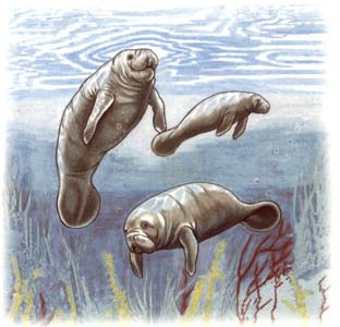 Manatees - Square