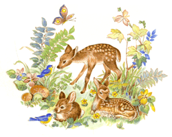 Deers - Fawns