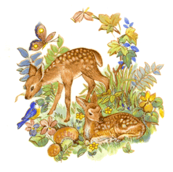 Deers - Fawns